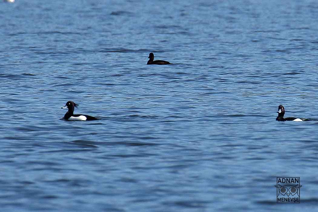 Tufted Duck